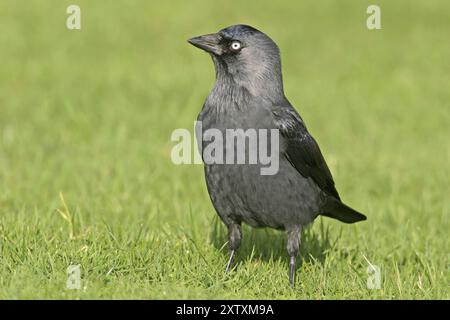 WESTERN Jackdaw (Corvus monedula), Choucas des tours, Grajilla Comun, Grajilla, Texel, Noordholland, Hollande Banque D'Images