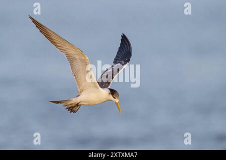 Terne Caspienne, photo de vol, (Thalasseus bergii), Khawr est / Khawr ad Dahariz, Salalah, Dhofar, Oman, Asie Banque D'Images