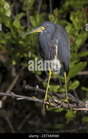 Héron tricolore (Egretta tricolor), recherche de nourriture, Anhinga Trail, Everglades NP, île de Sanibel, Floride, États-Unis, Amérique du Nord Banque D'Images