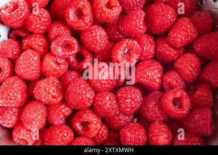 Gros plan de nombreuses framboises fraîches lavées et mouillées, remplissant une passoire en métal. Les framboises rouge vif affichent leurs poils fins caractéristiques an Banque D'Images