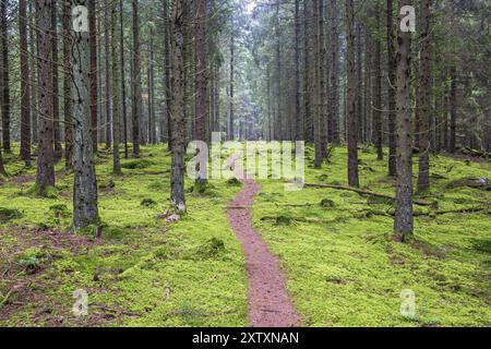 Sentier pédestre de la nature sinueuse dans une forêt d'épicéa couverte de mousse verte sur le sol de la forêt Banque D'Images