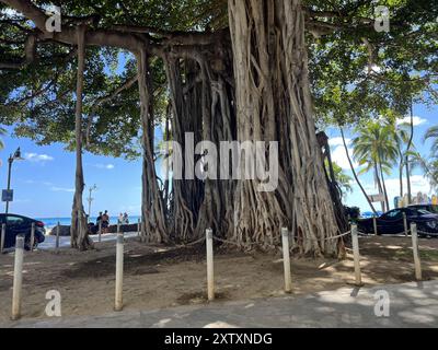 États-Unis. 23 juillet 2024. Grand arbre banyan fournissant de l'ombre par une journée ensoleillée à Waikiki, île d'Oahu, Honolulu, Hawaï, 23 juillet, 2024. (photo de Smith Collection/Gado/SIPA USA) crédit : SIPA USA/Alamy Live News Banque D'Images