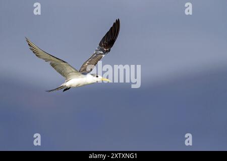 Terne Caspienne, photo de vol, (Thalasseus bergii), Khawr est / Khawr ad Dahariz, Salalah, Dhofar, Oman, Asie Banque D'Images