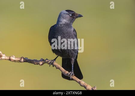 WESTERN Jackdaw (Corvus monedula), Choucas des tours, Grajilla Comun, Grajilla, Texel, Villafranca de los Caballeros, Noordholland, Hollande Banque D'Images