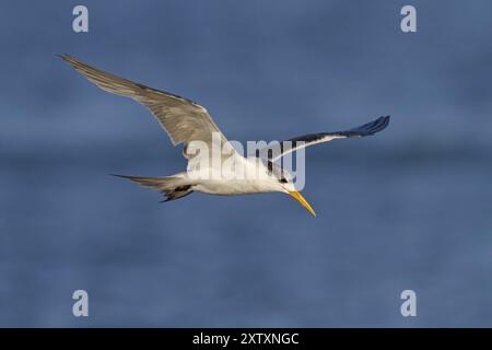 Terne Caspienne, photo de vol, (Thalasseus bergii), Khawr est / Khawr ad Dahariz, Salalah, Dhofar, Oman, Asie Banque D'Images