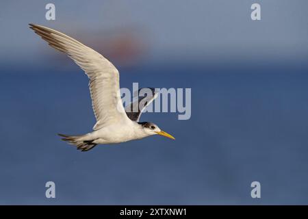 Terne Caspienne, photo de vol, (Thalasseus bergii), Khawr est / Khawr ad Dahariz, Salalah, Dhofar, Oman, Asie Banque D'Images