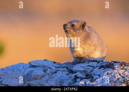 Hyrax rocheux (Procavia capensis), Rock Dassie, Swartberg Pass, Oudtshoorn Ward 2, Oudtshoorn local Municipality, George, Western Cape, Afrique du Sud, Sou Banque D'Images