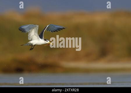 Terne Caspienne, photo de vol, (Thalasseus bergii), Khawr est / Khawr ad Dahariz, Salalah, Dhofar, Oman, Asie Banque D'Images