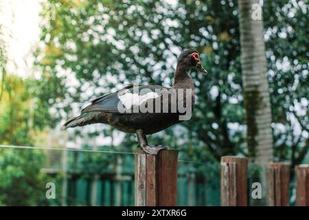 Un canard perché sur un mur avec la lumière du jour filtrant à travers les arbres en arrière-plan, capturant un moment de tranquillité dans la nature. Banque D'Images