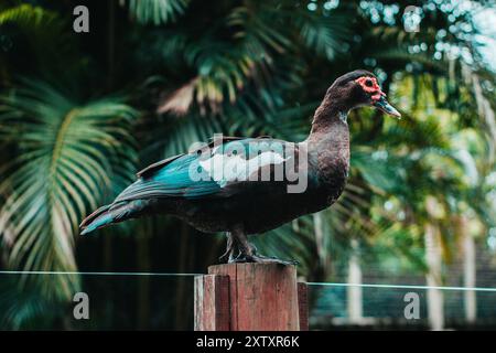 Un canard perché sur un mur avec la lumière du jour filtrant à travers les arbres en arrière-plan, capturant un moment de tranquillité dans la nature Banque D'Images