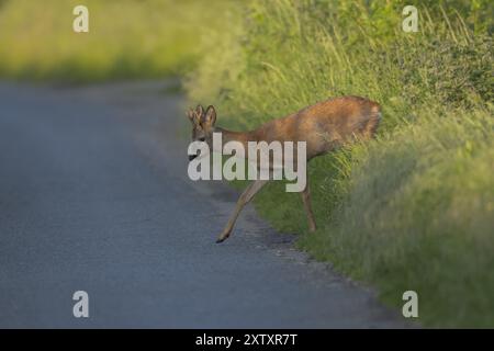 Cerf rotin (Capreolus capreolus) adulte mâle se préparant à traverser une route de campagne, Suffolk, Angleterre, Royaume-Uni, Europe Banque D'Images