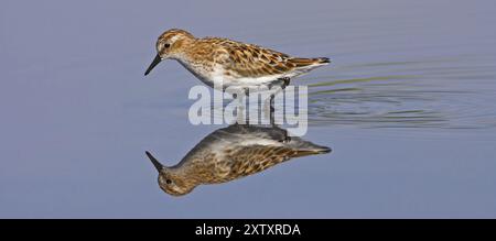 Little Stint (Calidris minuta), Becasseau minute, Correlimos Menudo, Kalloni Salt Pans, Lesbos, Grèce, Europe Banque D'Images