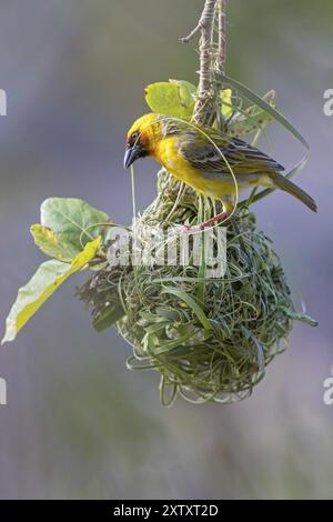 Tisserand de Ruppell, tisserand de Rueppell, (Ploceus galbula), oiseau tisserand construisant un nid, oiseaux tisserands, Ayn Hamran, Salalah, Dhofar, Oman, Asie Banque D'Images