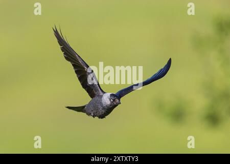 WESTERN Jackdaw (Corvus monedula), Choucas des tours, Grajilla Comun, Grajilla, photographie aérienne, Texel, Tiszaalpar, Parc national de Kiskunsagi, Noo Banque D'Images