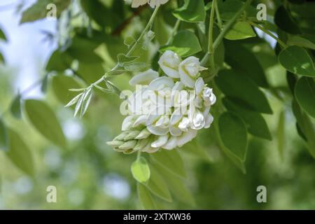 Pluie bleue chinoise (Wisteria sinensis 'Nivea'), Office de l'État de Saxe pour l'environnement, l'agriculture et la géologie, République fédérale d'Allemagne Banque D'Images