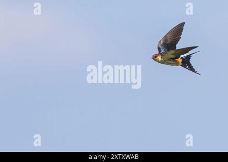 Cecropis cucullata, Hirundo cucullata, Grande hirondelle rayée, Grande hirondelle rayée, Hirondelle a tete rousse, Golondrina cabecirrufa, False Bay Banque D'Images