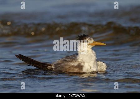 Terne commune, photo de vol, (Thalasseus bergii), baignade dans l'eau, Khawr oriental / Khawr ad Dahariz, Salalah, Dhofar, Oman, Asie Banque D'Images