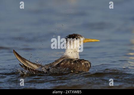 Terne commune, photo de vol, (Thalasseus bergii), baignade dans l'eau, Khawr oriental / Khawr ad Dahariz, Salalah, Dhofar, Oman, Asie Banque D'Images