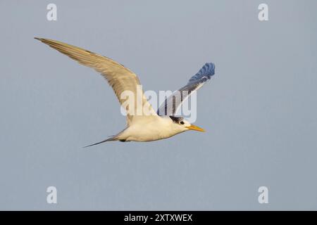 Terne Caspienne, photo de vol, (Thalasseus bergii), Khawr est / Khawr ad Dahariz, Salalah, Dhofar, Oman, Asie Banque D'Images