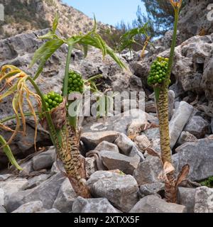 Graines vertes non mûres de lis du Dragon, Dracunculus vulgaris, poussant entre les rochers Banque D'Images