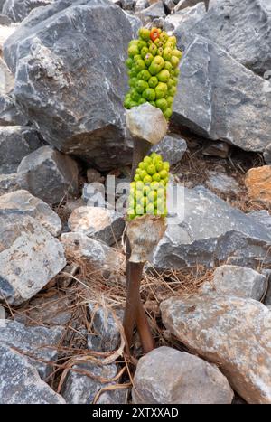 Graines vertes non mûres de lis du Dragon, Dracunculus vulgaris, poussant entre les rochers Banque D'Images