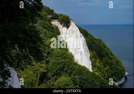 Sassnitz, Allemagne. 16 août 2024. Les touristes visitent la passerelle Skywalk sur les falaises du parc national de Jasmund près de Sassnitz sur l'île de Rügen sur le terrain du parc national de Königsstuhl. Cette année, le Centre du parc national de Königsstuhl, lieu d'origine de la peinture de Caspar David Friedrich « falaises de craie sur Rügen », accueille des journées romantiques d'une semaine du 19 au 25 août. Crédit : Stefan Sauer/dpa/Alamy Live News Banque D'Images