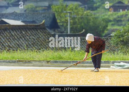 Xijiang, Chine, 15 septembre 2007 : une ancienne agricultrice senior répandant des grains de maïs pour le séchage sur la place de la ville du beau village ethnique Miao o Banque D'Images