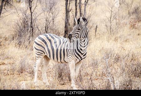 Zèbre repéré dans le sanctuaire Khama Rhino, Botswana, pendant l'hiver, Afrique Banque D'Images