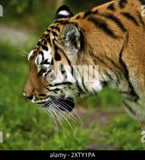 Tigres de Sibérie, tigres de l'amour, les grands félins les plus grands et les plus forts du monde, habitat de la Russie orientale, de la Corée du Nord et de la Chine Banque D'Images