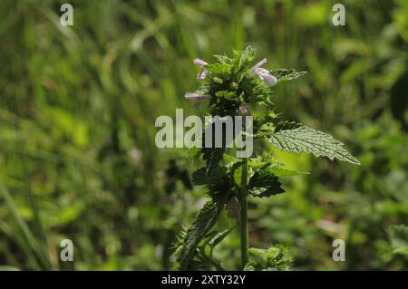 Orties dans le champ Banque D'Images