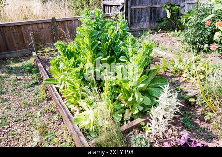 Plants de laitue, Lactuca sativa 'Cut and Come Again, qui ont boulonné et vont semer. Banque D'Images