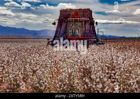 À l'approche de la récolteuse - coton Pima prêt pour la récolte - Agriculture - Marana, Arizona Banque D'Images