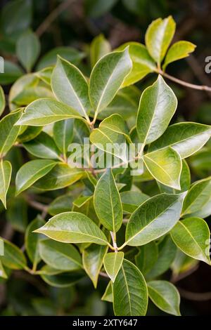 Le feuillage printanier de l'osmanthus d'arbuste à feuilles persistantes. Fond d'avant-toit. Banque D'Images