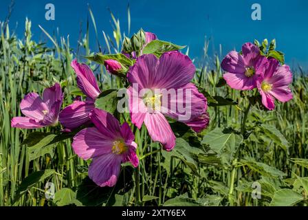 Marais rose mauve ou coton sauvage (Hibiscus moscheutos) poussant à Marsh, Nantucket Island, ma Banque D'Images