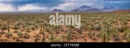 Saguaro Cactus, Ironwood Forest National Monument, Arizona Banque D'Images