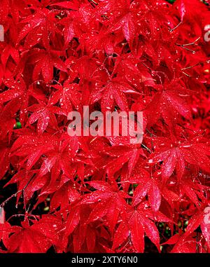 Érable japonais en automne Banque D'Images