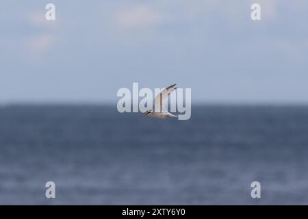 Petit virage en vol avec la mer du Nord en arrière-plan. Hartlepool, comté de Durham, Angleterre, Royaume-Uni. Banque D'Images