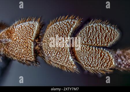 Palo Verde Root Borer Foot, aussi Palo Verde Beetle, Derobrachus geminatus & Derobrachus hovorei image est 1/8 " de long Banque D'Images