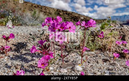 Tapis violet, Nama demissum, Anza Borrego SP - Californie Banque D'Images