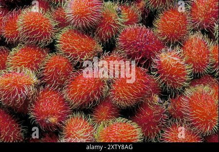 Rambutan fruits, Nephelium lappaceum, Hawaï Banque D'Images