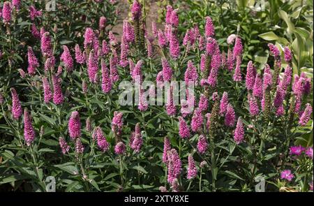 Spiked Speedwell, herbacée vivace, Veronica spicata, Europe du Nord, Asie Banque D'Images