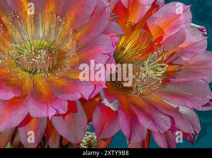 Trichocereus 'Flying Saucer' : Tribu Trichocereeae Genre : Echinopsis Banque D'Images