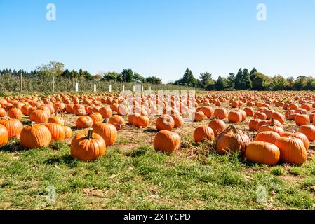 Grandes citrouilles mûres pour cueillir sur une herbe par un matin clair d'automne Banque D'Images