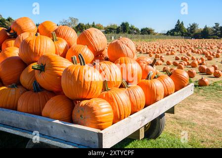 Pile de grosses citrouilles orange sur un chariot devant une parcelle de citrouilles un jour ensoleillé d'automne Banque D'Images