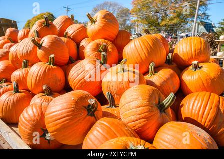 Pile de grandes citrouilles orange sur un chariot dans un marché de fermiers un jour ensoleillé d'automne Banque D'Images