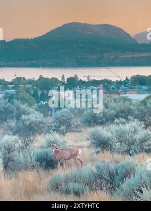 Un cerf se tient dans le champ avec la ville et le lac en arrière-plan au crépuscule Banque D'Images