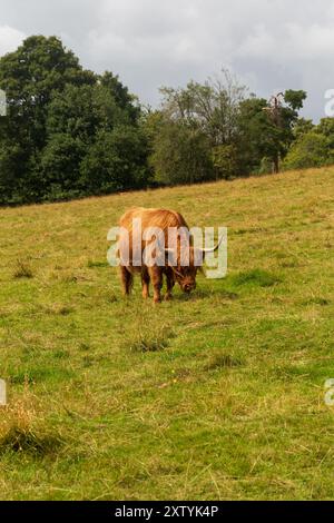 Gros plans d'une vache écossaise Highland un jour d'été Banque D'Images