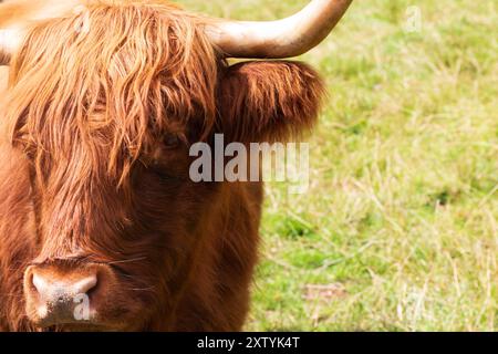 Gros plans d'une vache écossaise Highland un jour d'été Banque D'Images