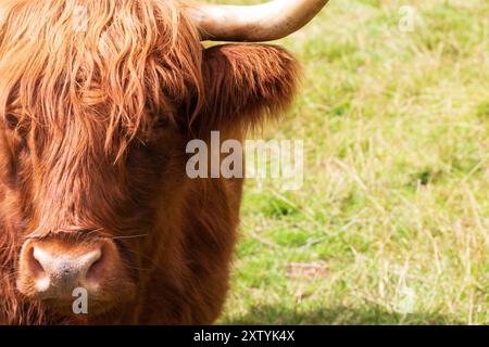 Gros plans d'une vache écossaise Highland un jour d'été Banque D'Images