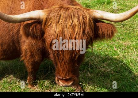 Gros plans d'une vache écossaise Highland un jour d'été Banque D'Images